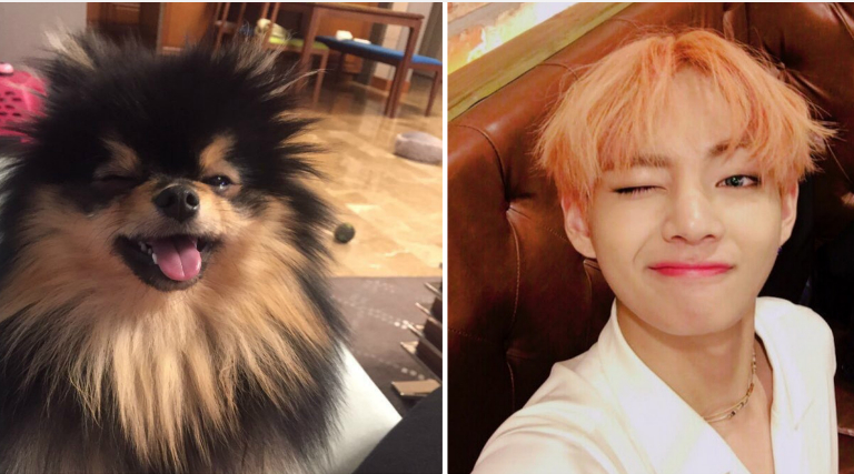 BTS V ve Köpeği Yeontan’ın Eğlenceli 8 Fotoğrafı