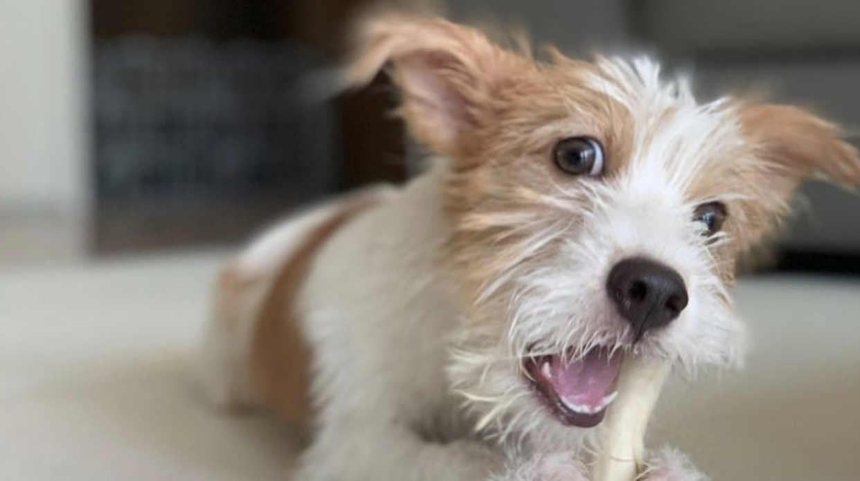 Meet Hank, BLACKPINK Rose's Newly Adopted Cute Dog