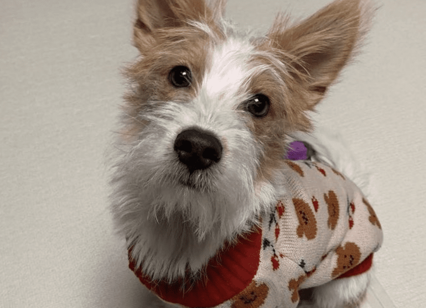 Meet Hank, BLACKPINK Rose’s Newly Adopted Cute Dog