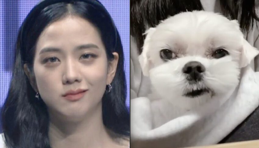 BLACKPINK Jisoo’s Instagram Story starring her look-a-like puppy “Dalgom”!