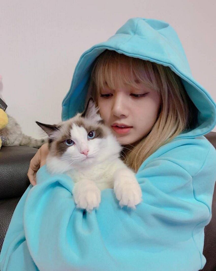Lisa prepared a special cake for her cat’s birthday