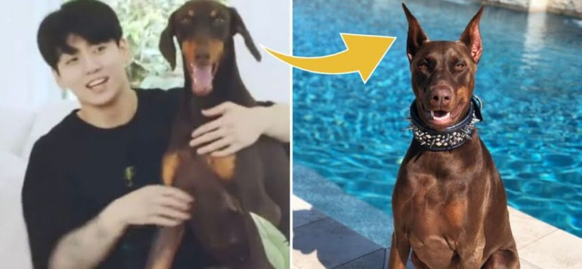 Jungkook Gets Praise for Not Trimming His Doberman’s Ears and Tail